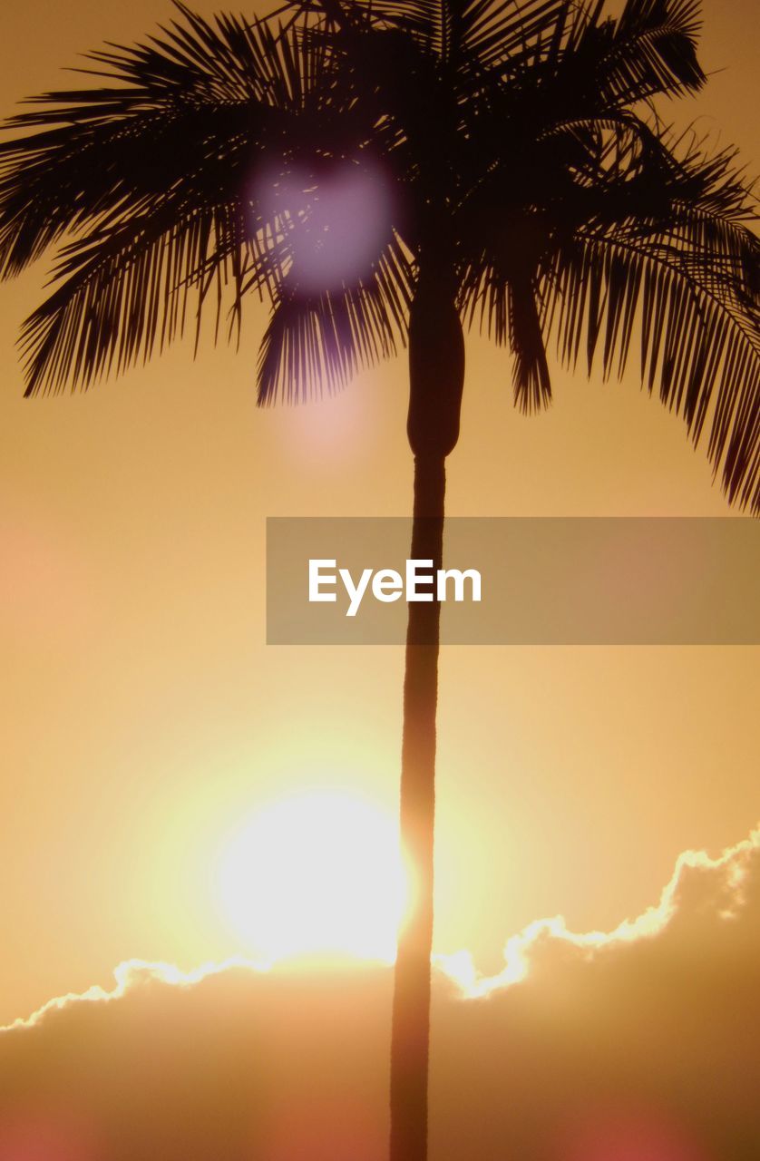 Low angle view of silhouette palm tree against sky on sunset