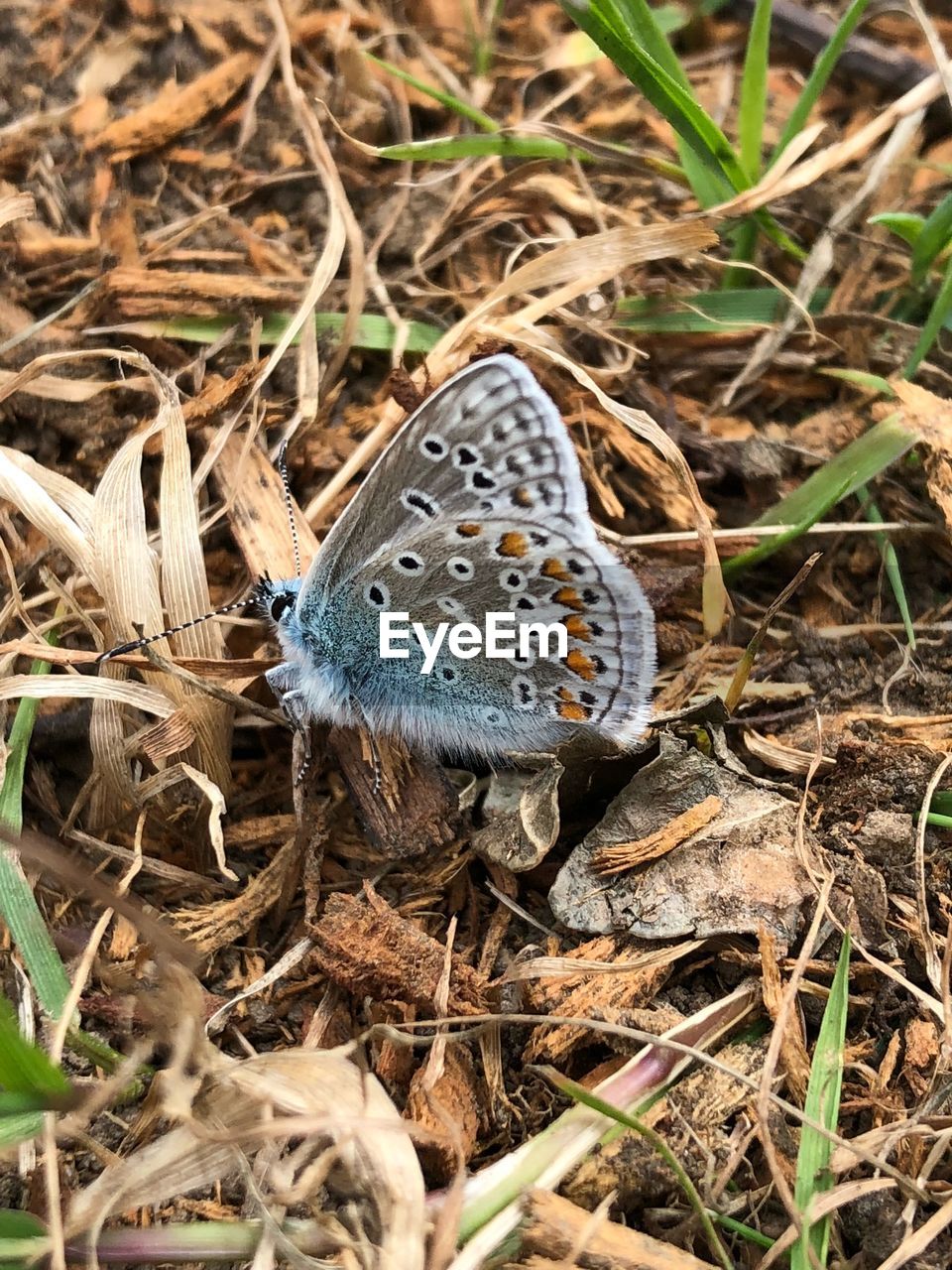 CLOSE-UP OF BUTTERFLY ON THE GROUND