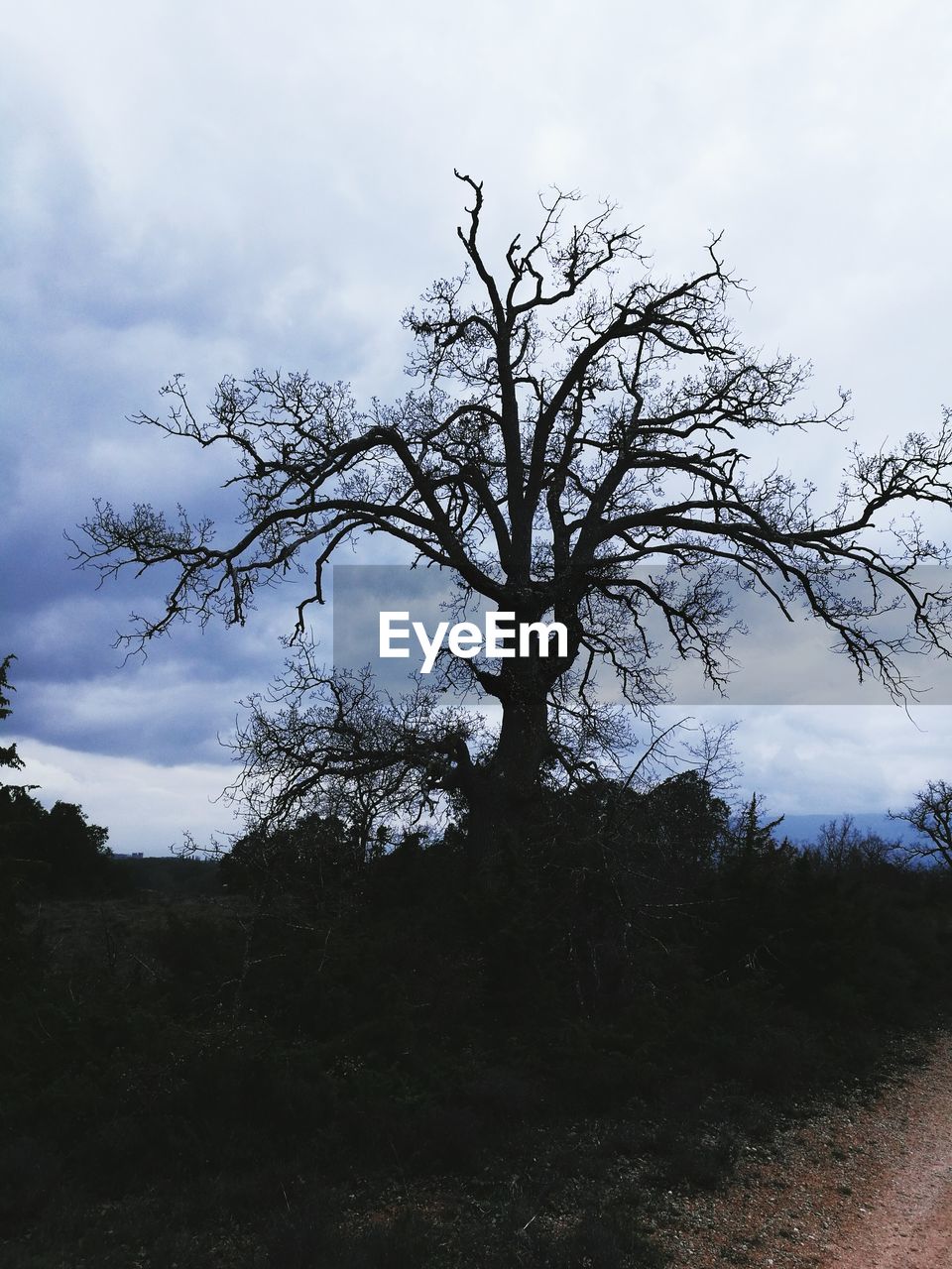 SILHOUETTE OF TREE AGAINST SKY