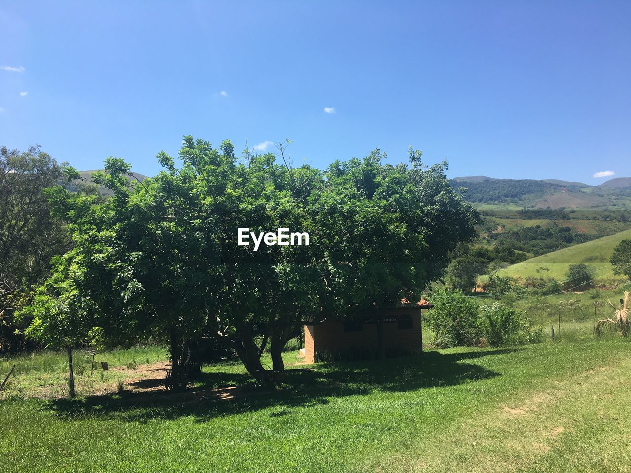 TREES GROWING IN FARM AGAINST SKY