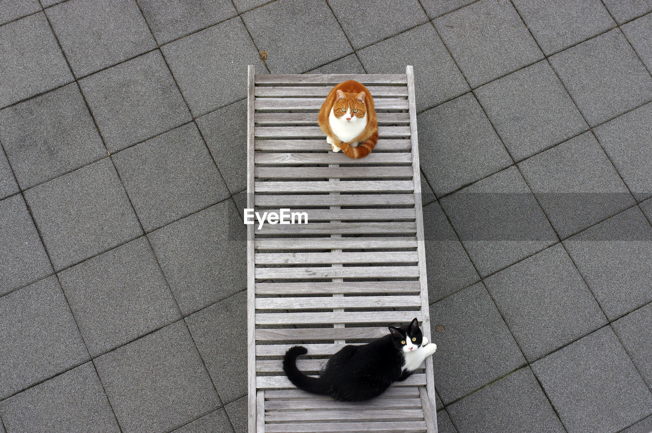 High angle view of cat on floor