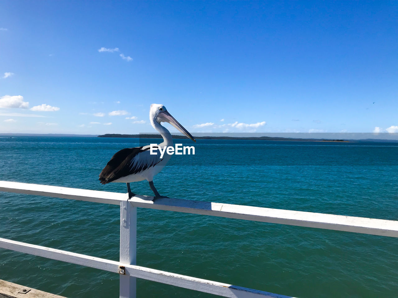 water, sea, animal wildlife, animal, sky, animal themes, ocean, wildlife, vacation, blue, bird, nature, horizon, beauty in nature, one animal, seabird, horizon over water, coast, railing, no people, scenics - nature, day, travel, travel destinations, shore, beach, outdoors, pelican, land, transportation, full length, tranquil scene, tranquility, nautical vessel, tourism