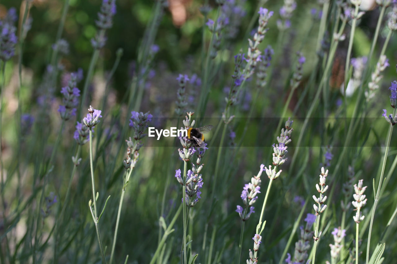 Bee pollinating on purple flowering plant