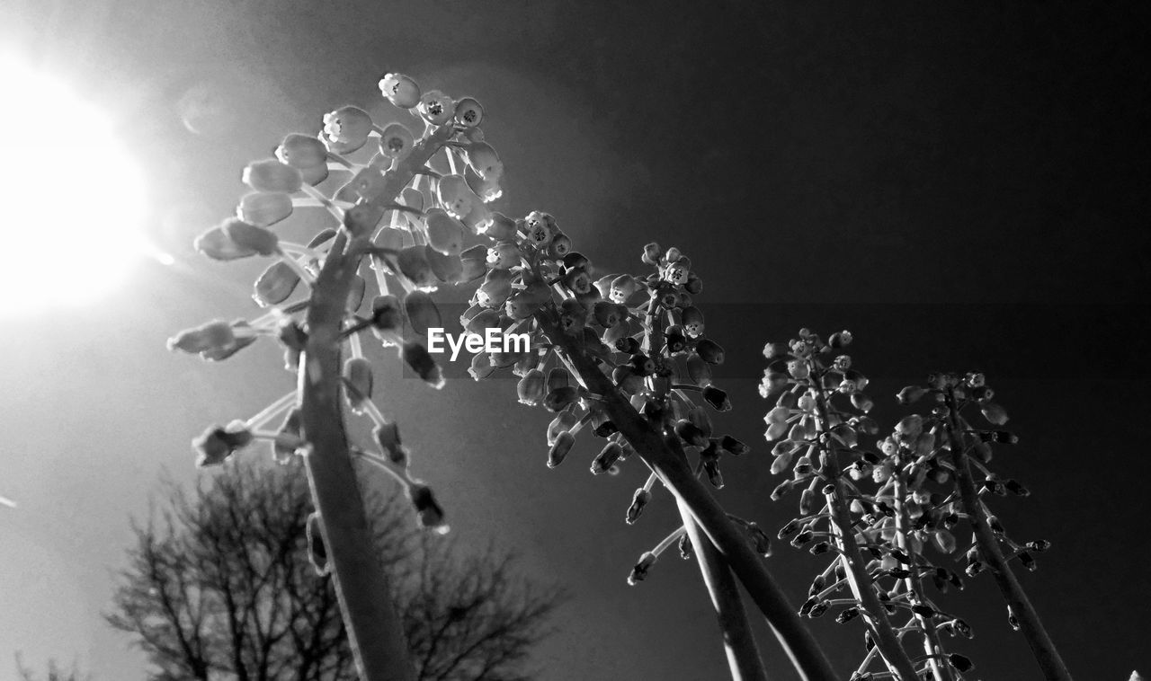 Low angle view of grape hyacinth blooming against sky