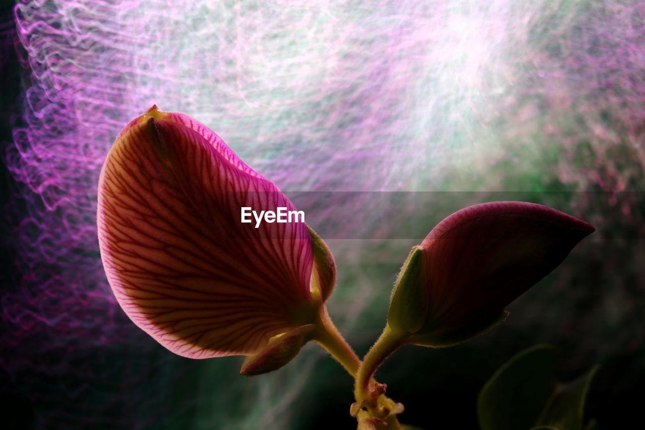 CLOSE-UP OF PINK HIBISCUS FLOWER