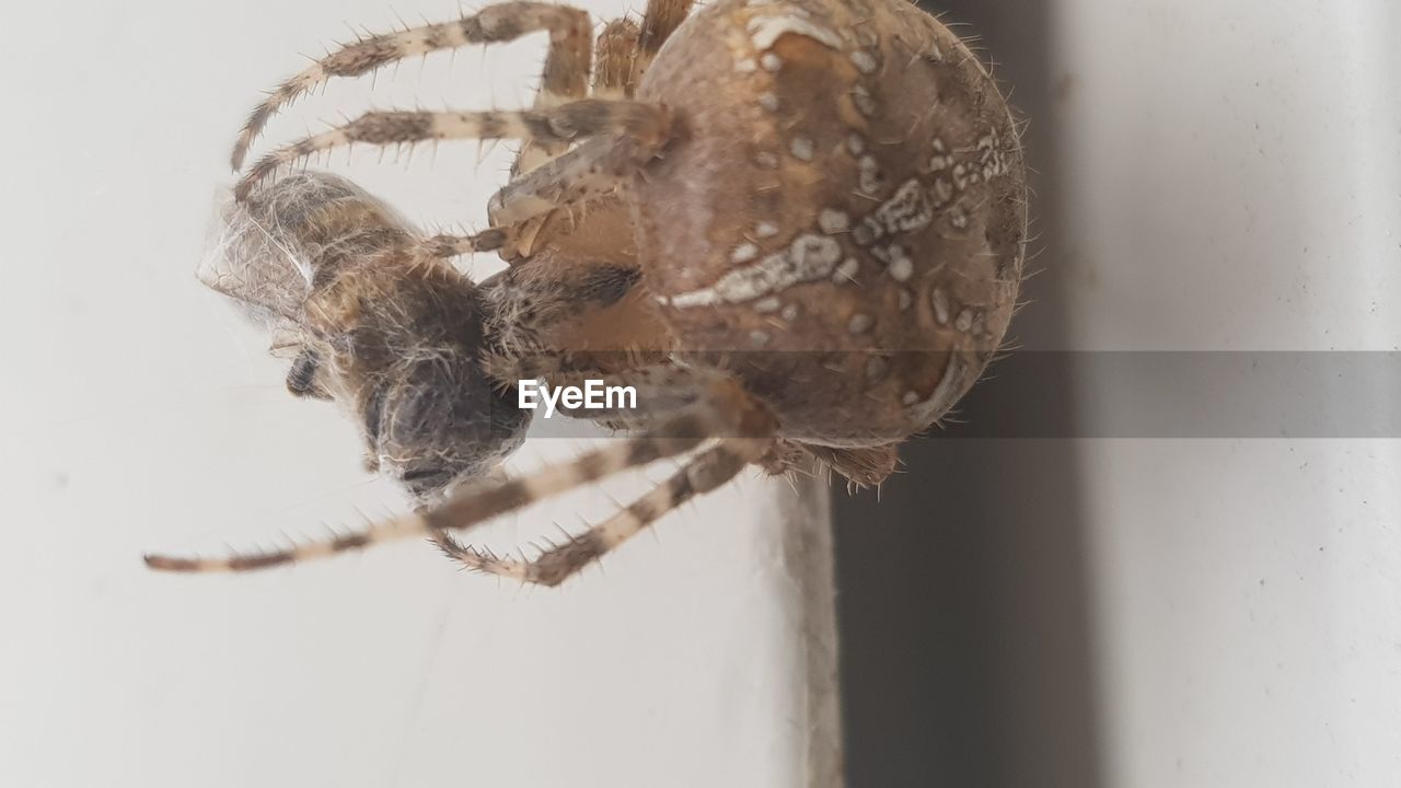 CLOSE-UP OF SPIDER ON A WHITE BACKGROUND