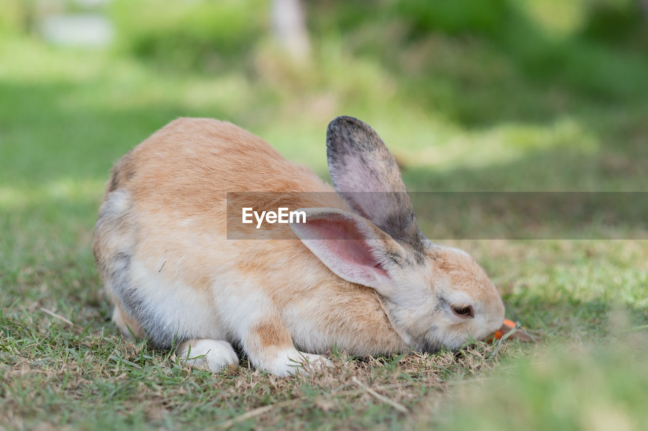 animal, animal themes, mammal, domestic rabbit, grass, rabbits and hares, pet, rabbit, animal wildlife, one animal, plant, no people, wildlife, nature, hare, domestic animals, selective focus, outdoors, relaxation, cute, eating, day, land, field, close-up, resting, side view, ear, lying down