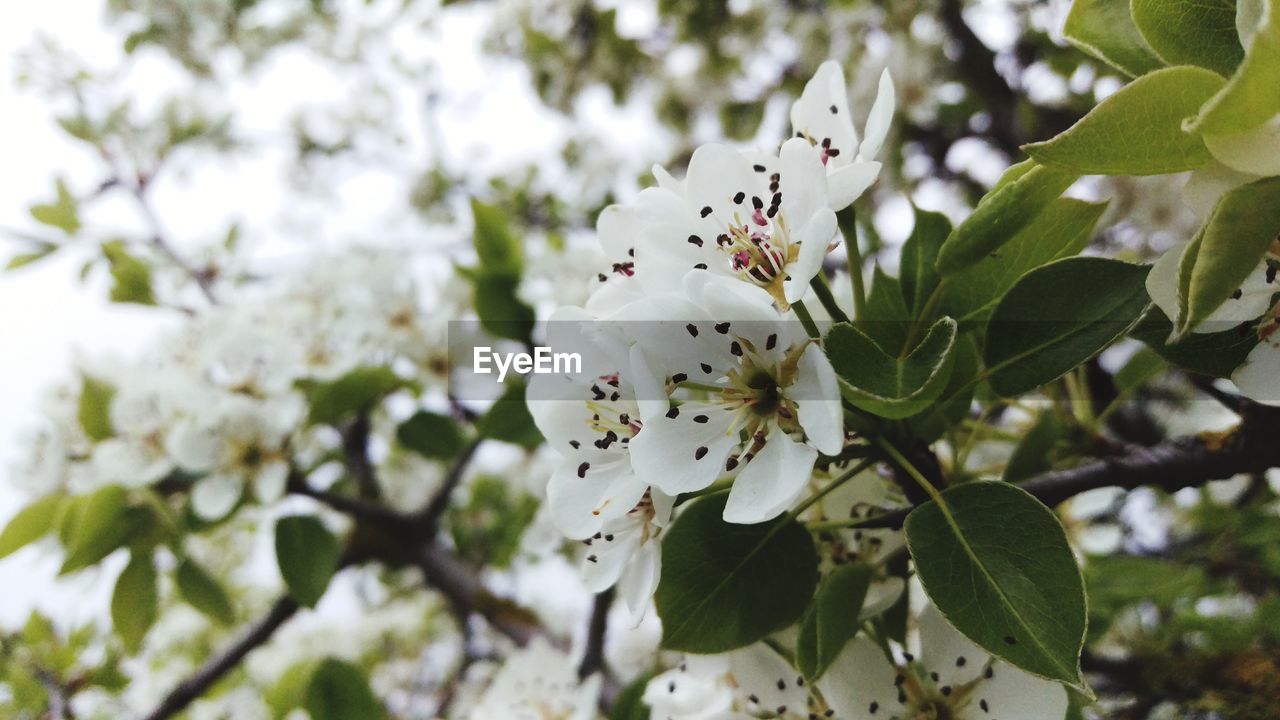 LOW ANGLE VIEW OF WHITE APPLE BLOSSOMS ON TREE
