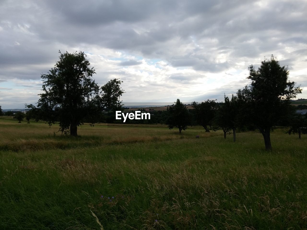 TREES ON GRASSY FIELD AGAINST CLOUDY SKY