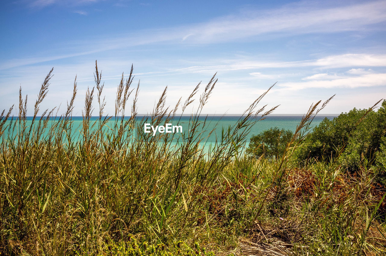 grass, sky, sea, plant, land, water, nature, horizon, beach, beauty in nature, coast, cloud, shore, scenics - nature, tranquility, landscape, no people, natural environment, sunlight, horizon over water, environment, blue, prairie, tranquil scene, growth, marram grass, field, grassland, day, outdoors, sand, travel, travel destinations, coastline, meadow, ocean, summer, non-urban scene, green, morning, holiday, tourism, idyllic, seascape