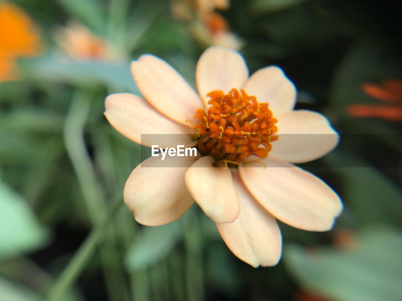 CLOSE-UP OF FLOWER BLOOMING