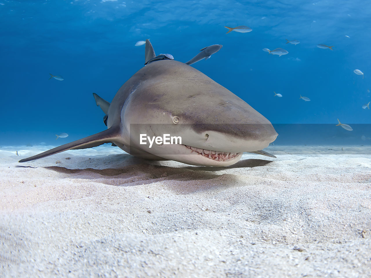 Shark swimming in sea