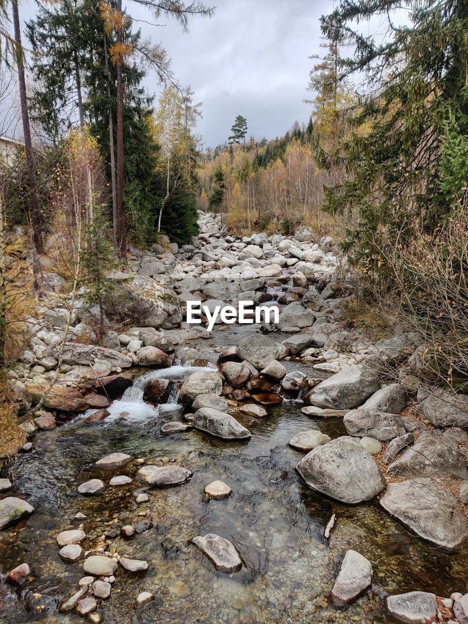 Stream flowing through rocks in forest