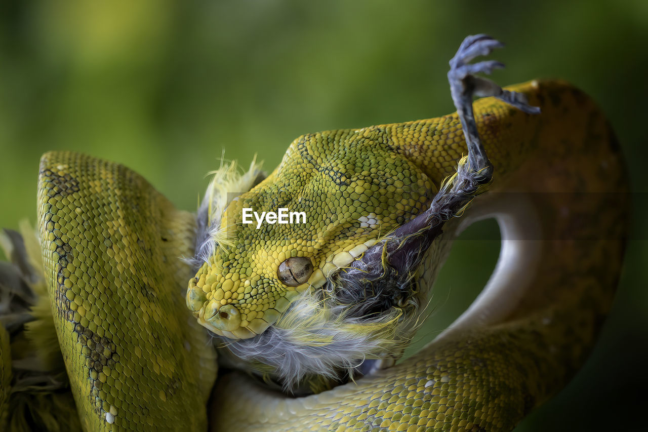 Close-up of snake hunting bird