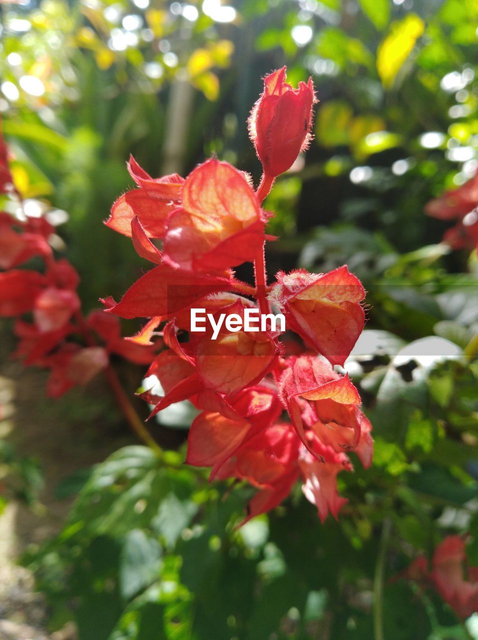 CLOSE-UP OF RED ROSE PLANT