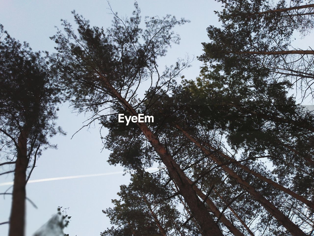 Low angle view of trees against sky