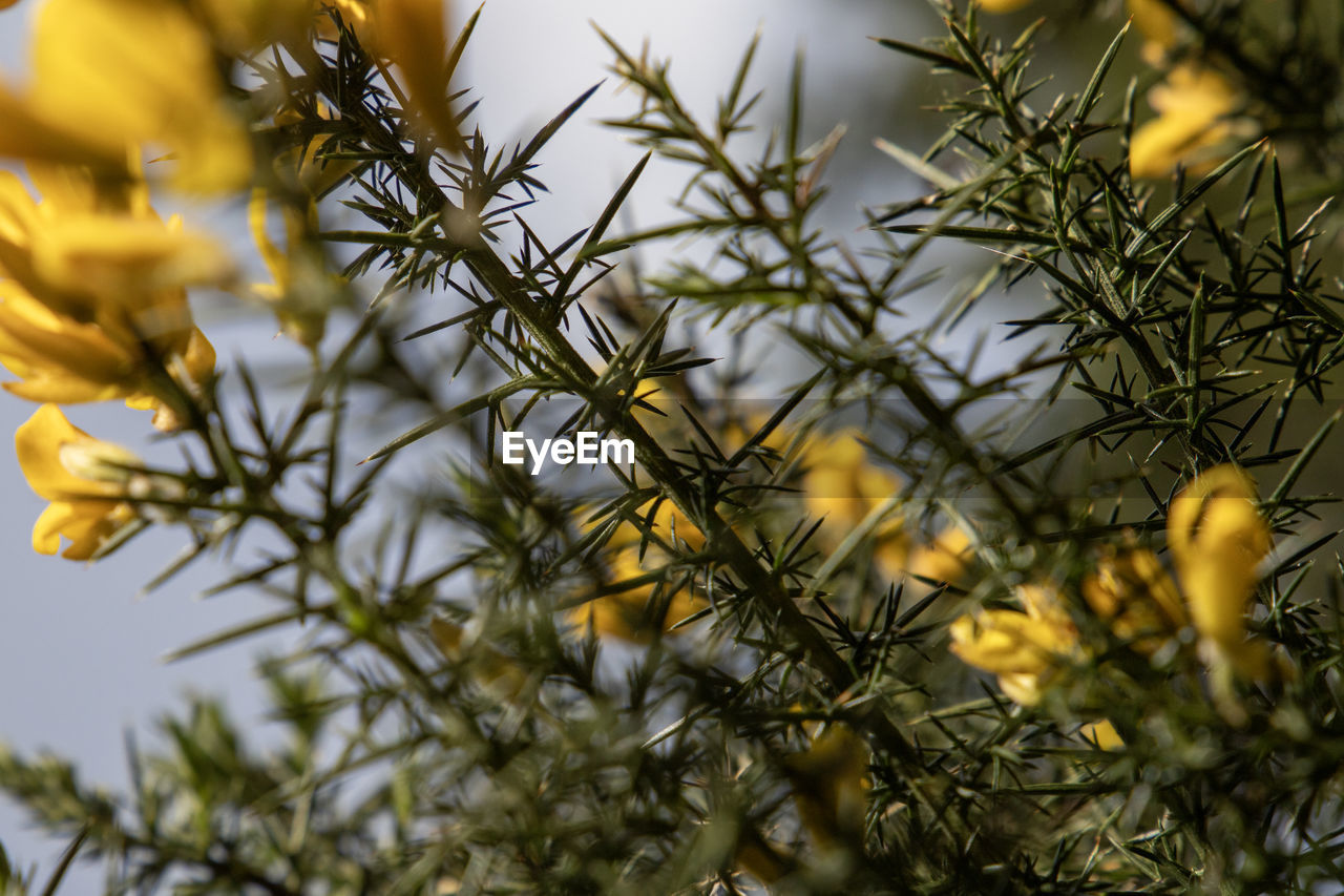 plant, flower, nature, branch, tree, growth, no people, beauty in nature, yellow, close-up, macro photography, pinaceae, coniferous tree, selective focus, outdoors, focus on foreground, food, pine tree, flowering plant, food and drink, day, freshness, shrub, sky, leaf, plant part, twig