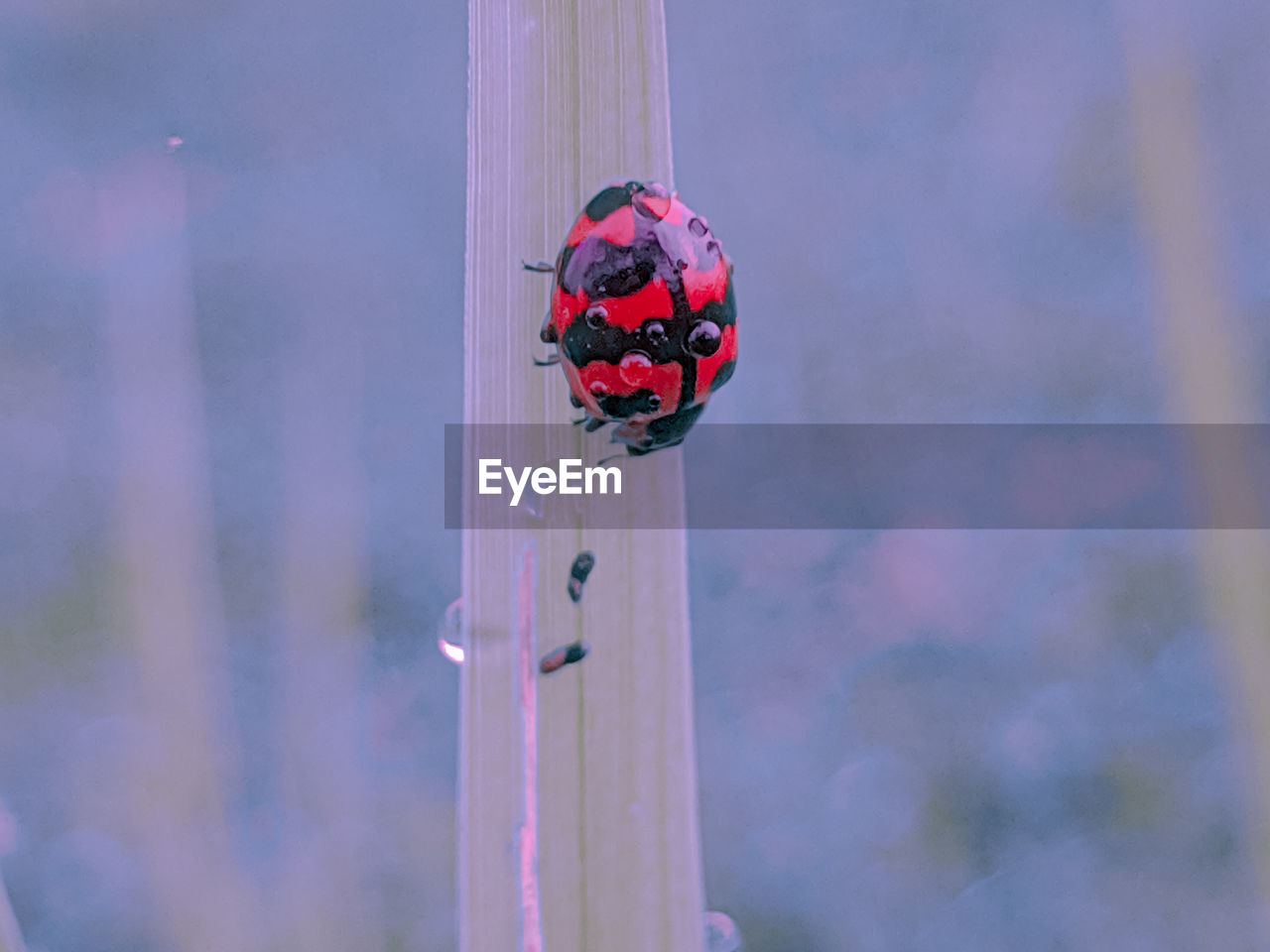 CLOSE-UP OF LADYBUG ON A BLURRED BACKGROUND