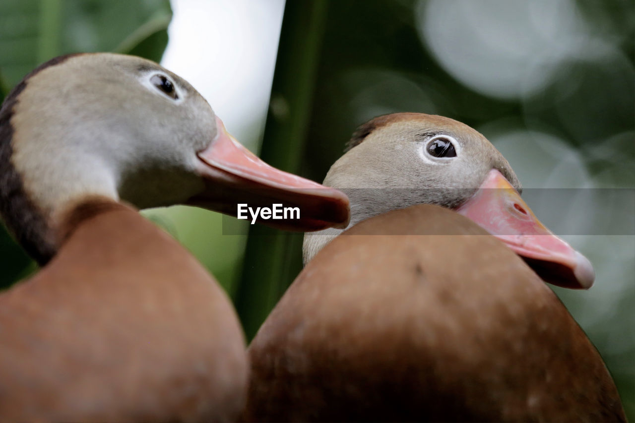 Close-up of ducks