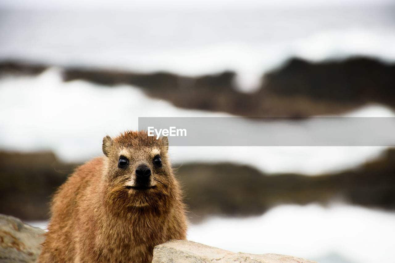 Close-up of cape hyrax