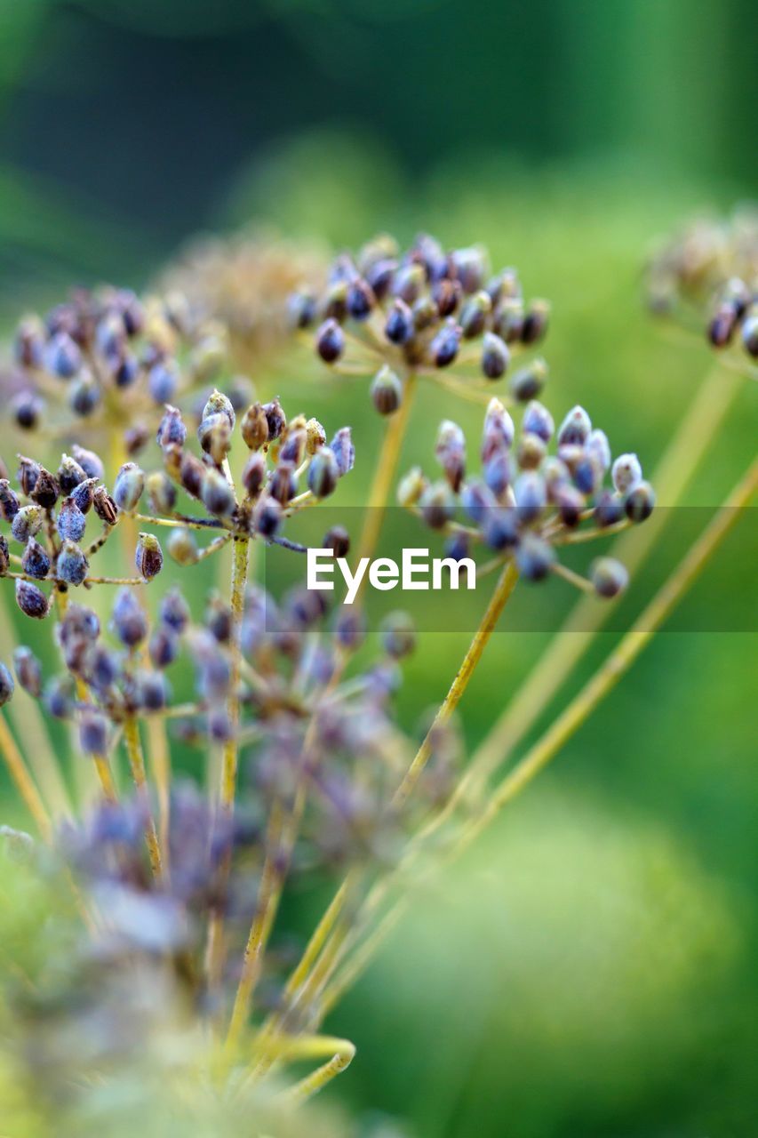 CLOSE-UP OF LAVENDER ON PLANT