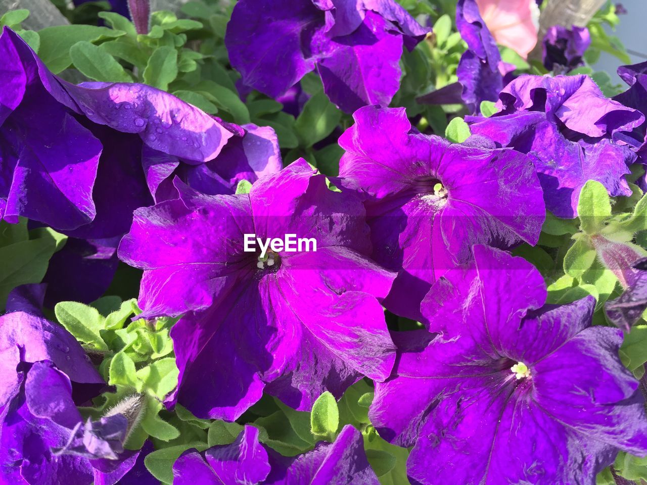 CLOSE-UP OF WET PURPLE FLOWER IN RAIN