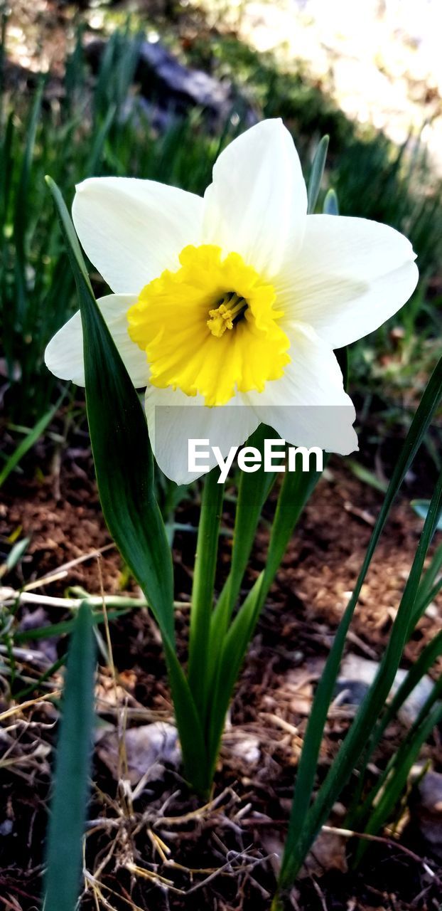 CLOSE-UP OF WHITE AND YELLOW FLOWER ON FIELD