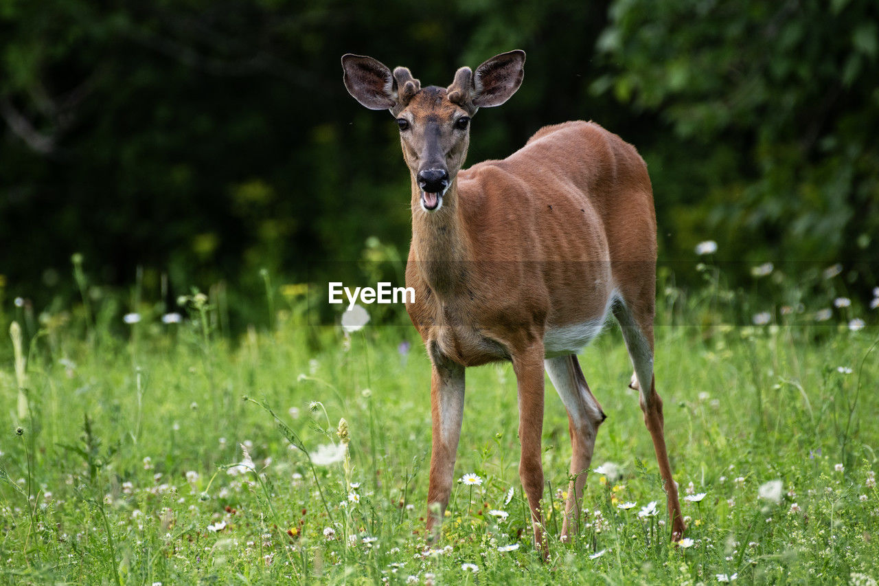 A young male white-tailed deer, odocoileus virginianus
