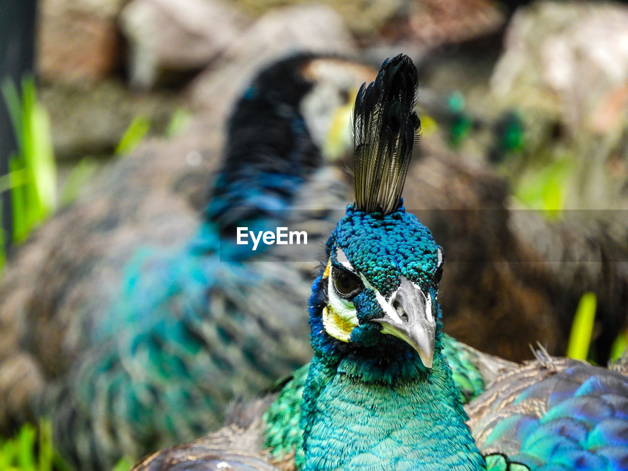 Close-up of peacock