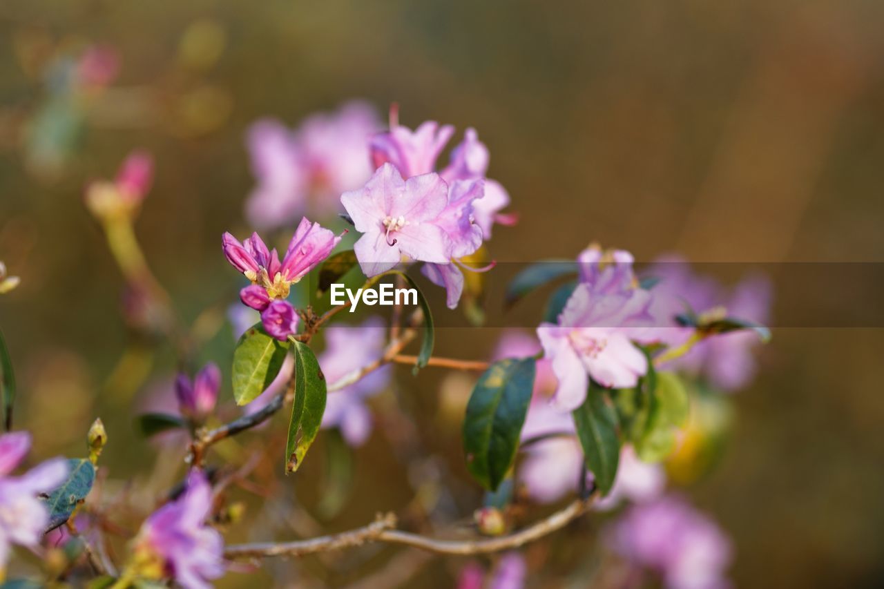 Close-up of pink flowering plant