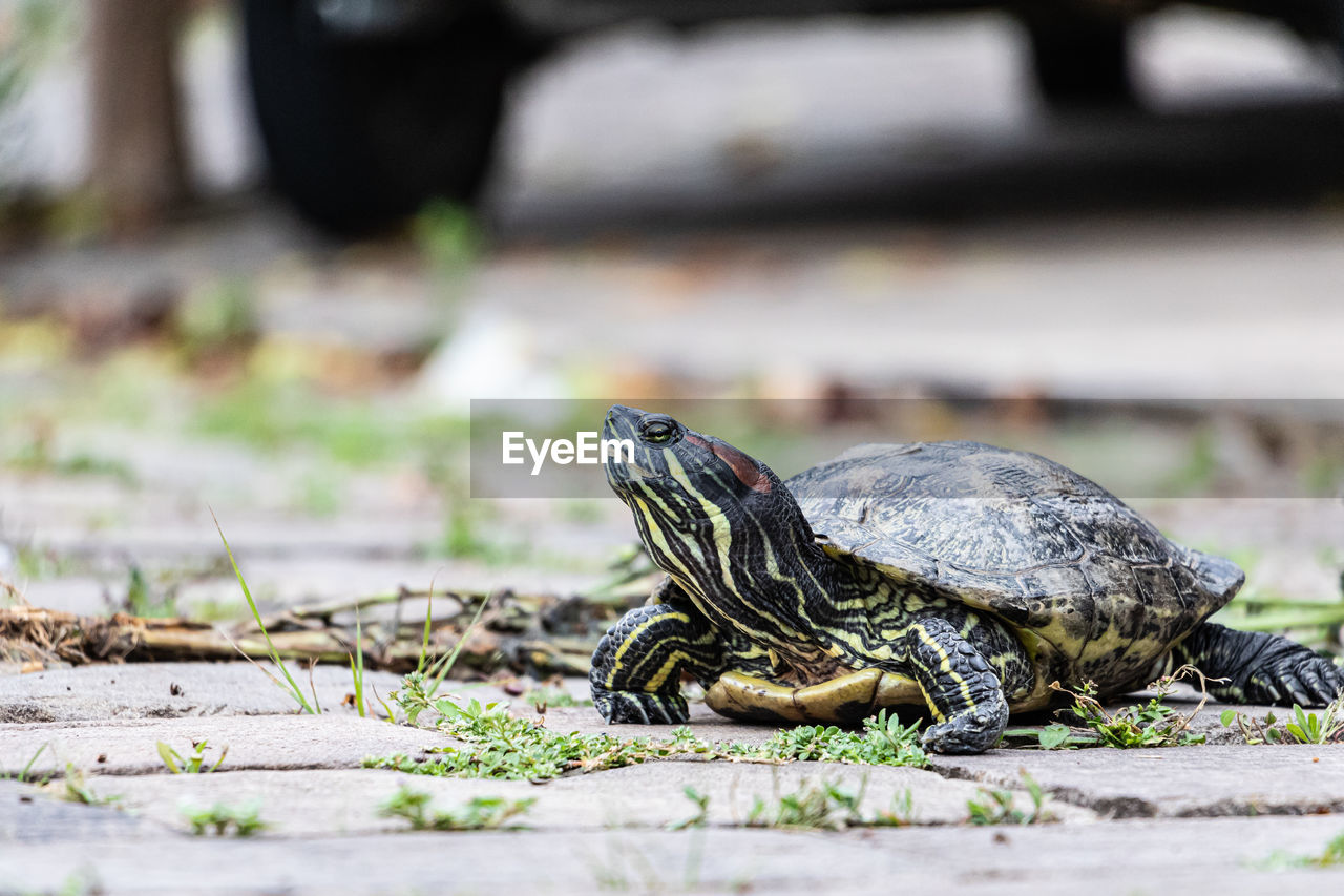 close-up of tortoise