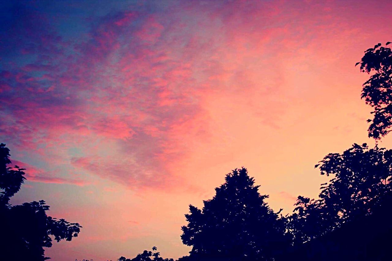 LOW ANGLE VIEW OF SILHOUETTE TREES AGAINST SKY