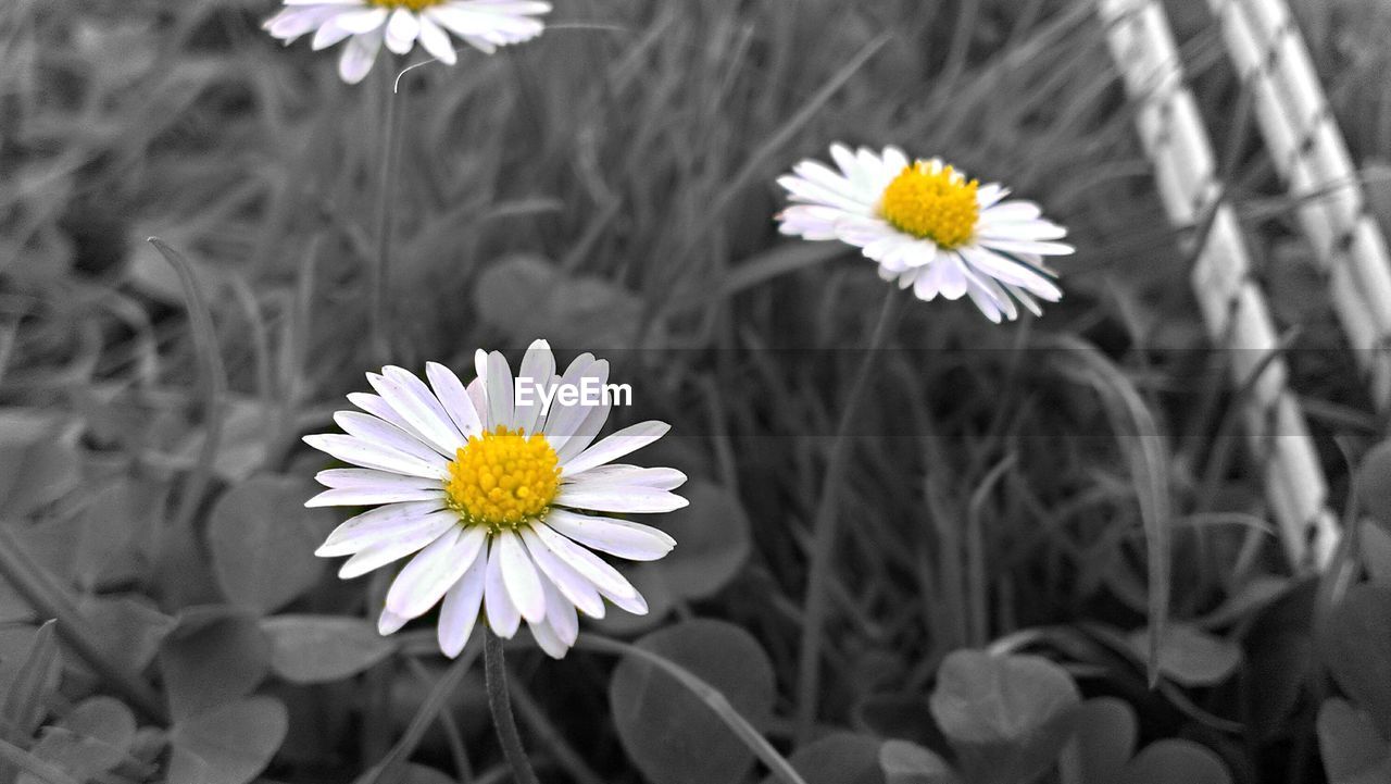 CLOSE-UP OF WHITE DAISY FLOWERS