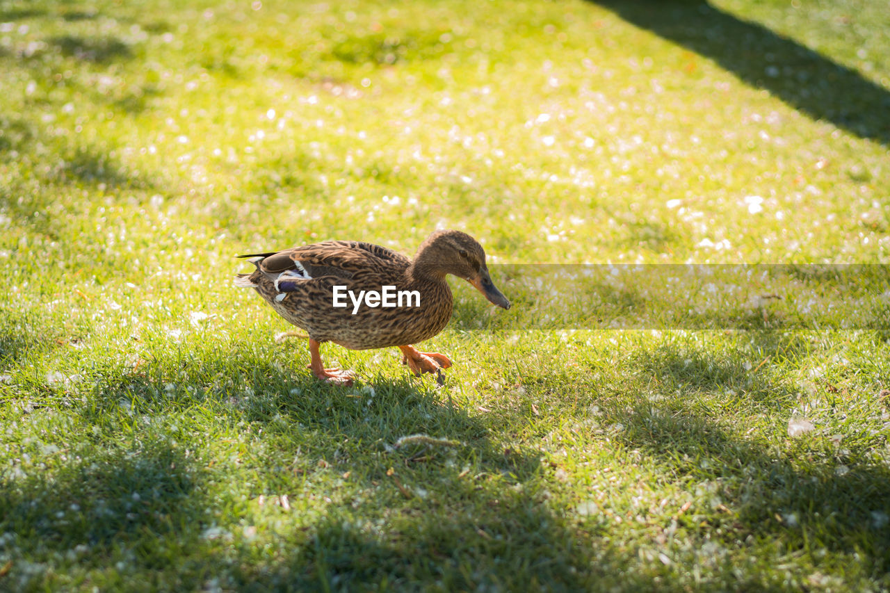 DUCKS ON A FIELD