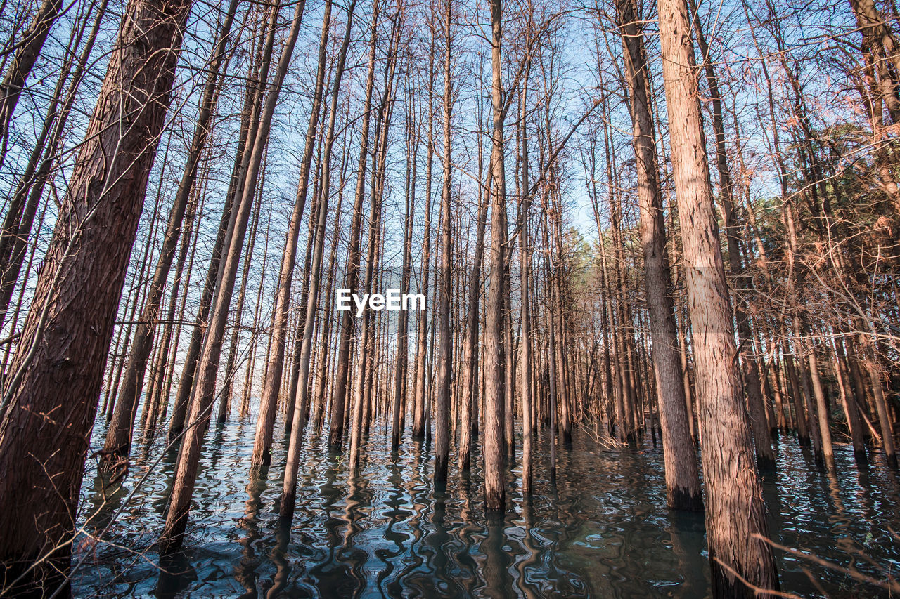 Low angle view of trees against sky