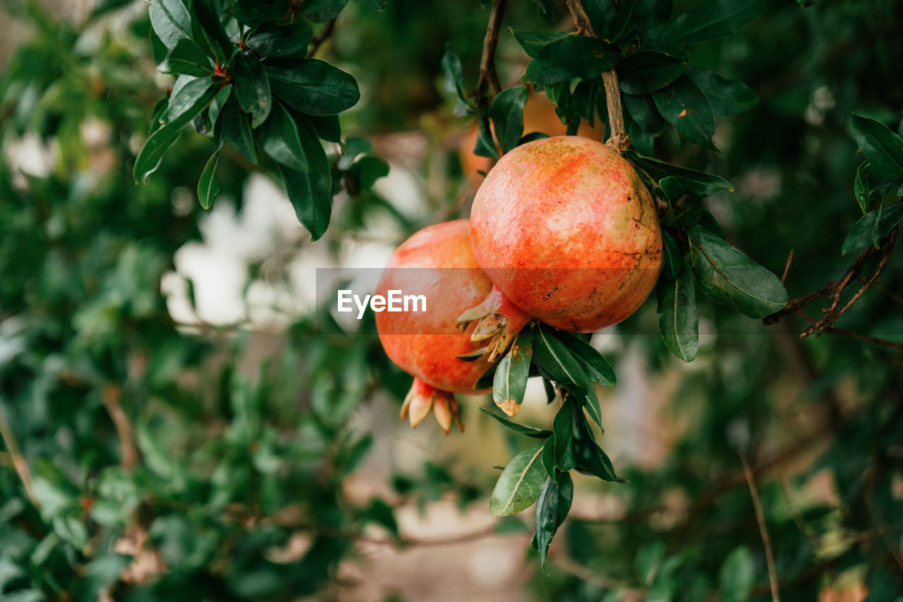 close-up of red fruit on tree