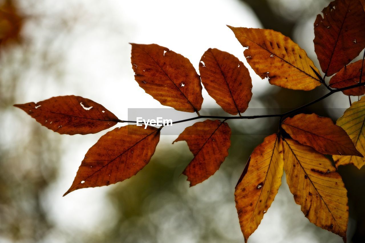 Close-up of autumn leaves on plant