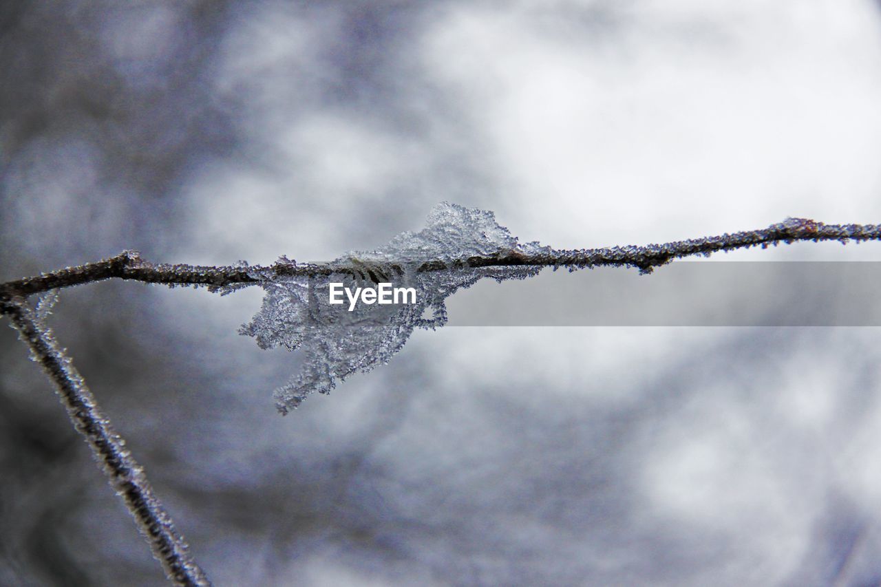 CLOSE-UP OF FROZEN TWIG AGAINST SKY