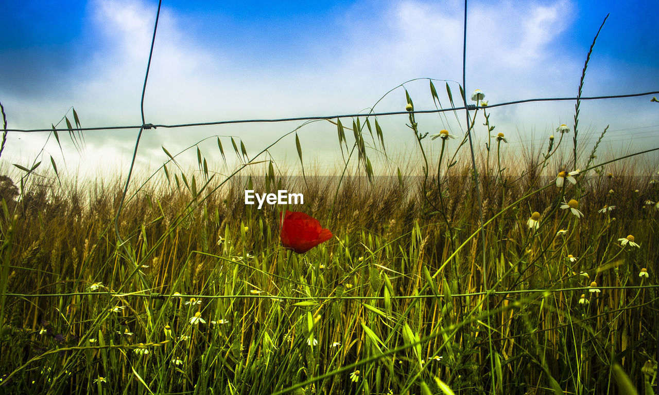 POPPIES GROWING ON FIELD