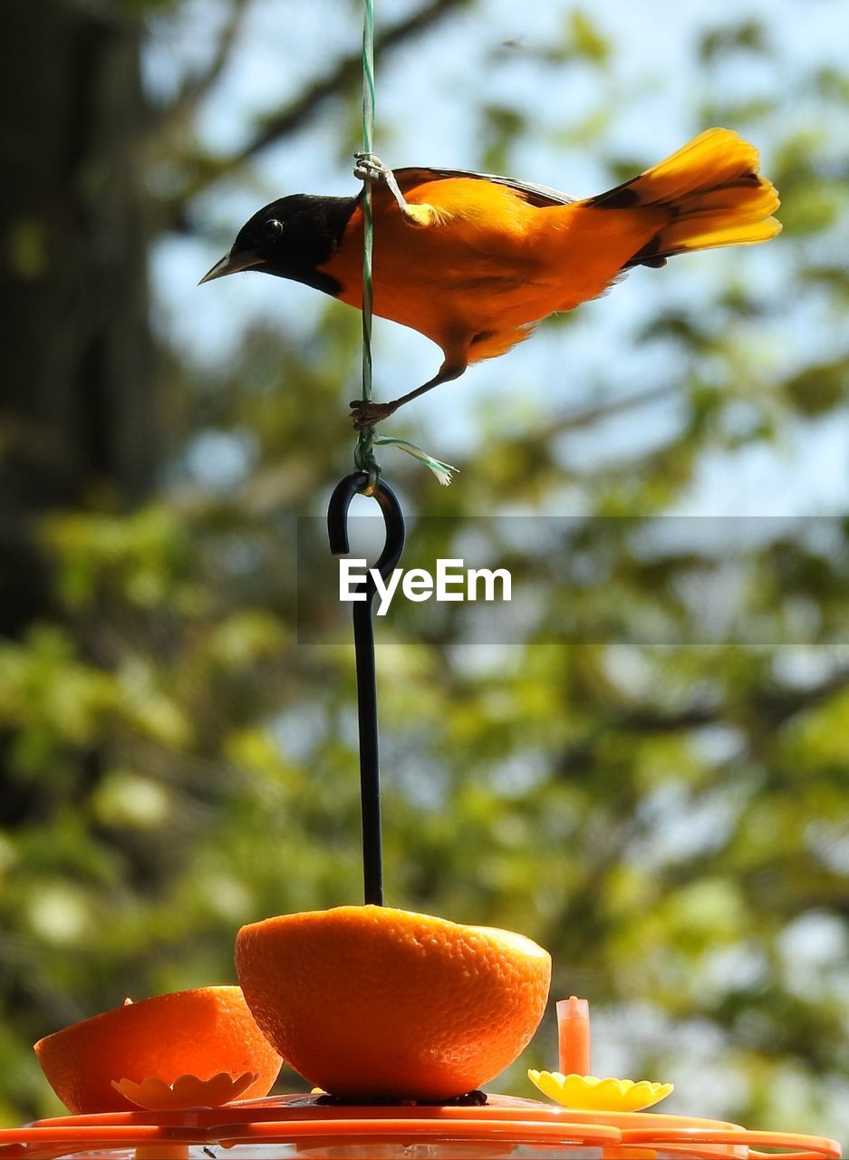 CLOSE-UP OF ORANGE FRUIT