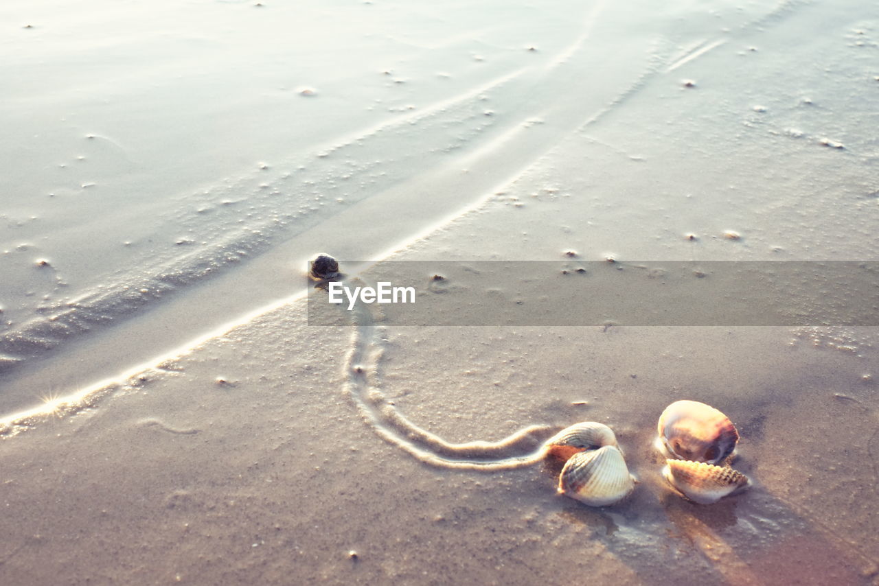 HIGH ANGLE VIEW OF SHELLS ON SAND AT BEACH