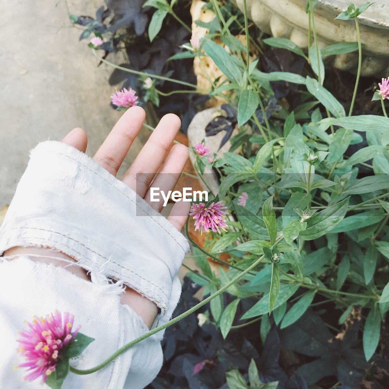 Close-up of hand holding plant