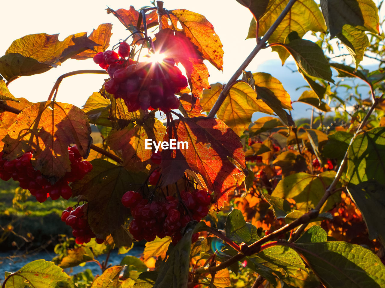 Low angle view of flower tree against sky