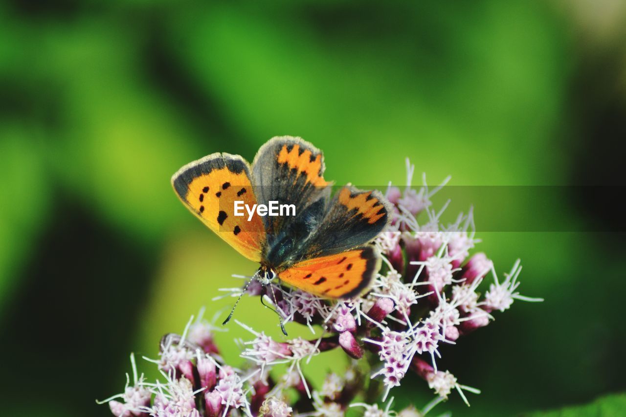 Close-up of butterfly pollinating on flower