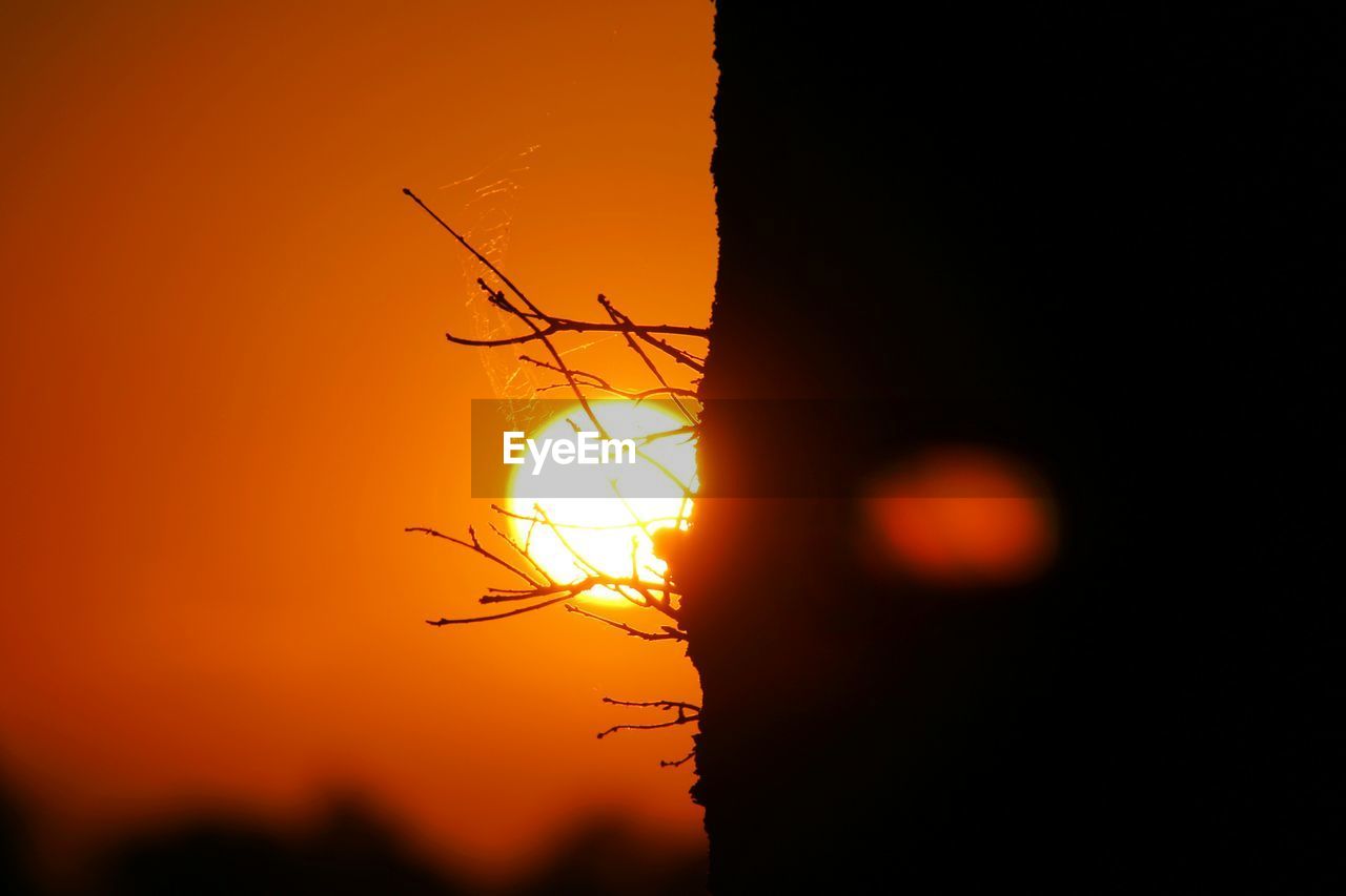 SILHOUETTE TREES AT SUNSET