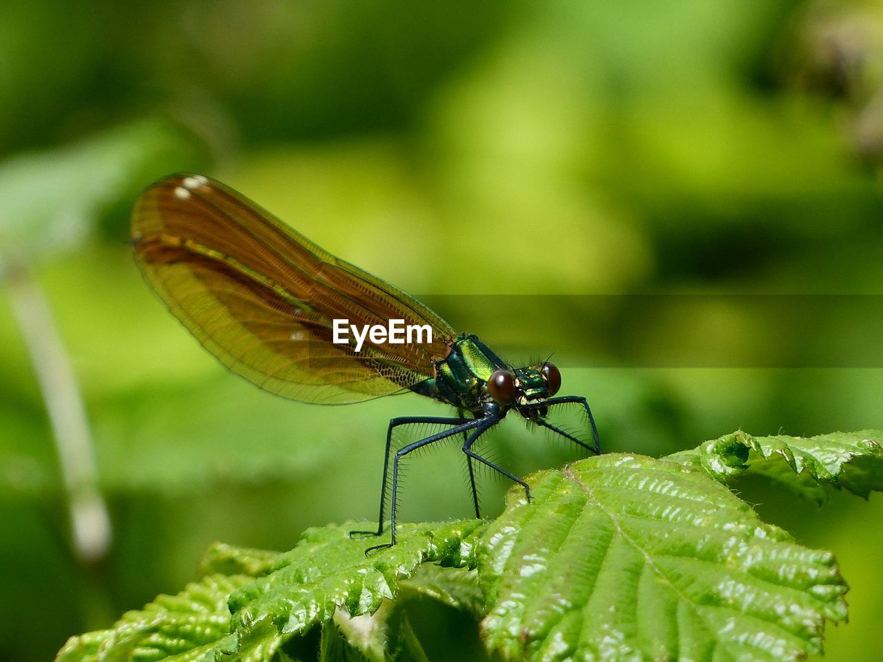 Close-up of damselfly on plant outdoors