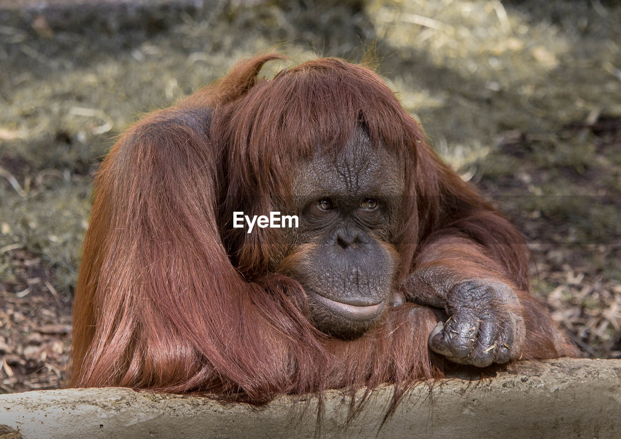 Orangutan relaxing on field