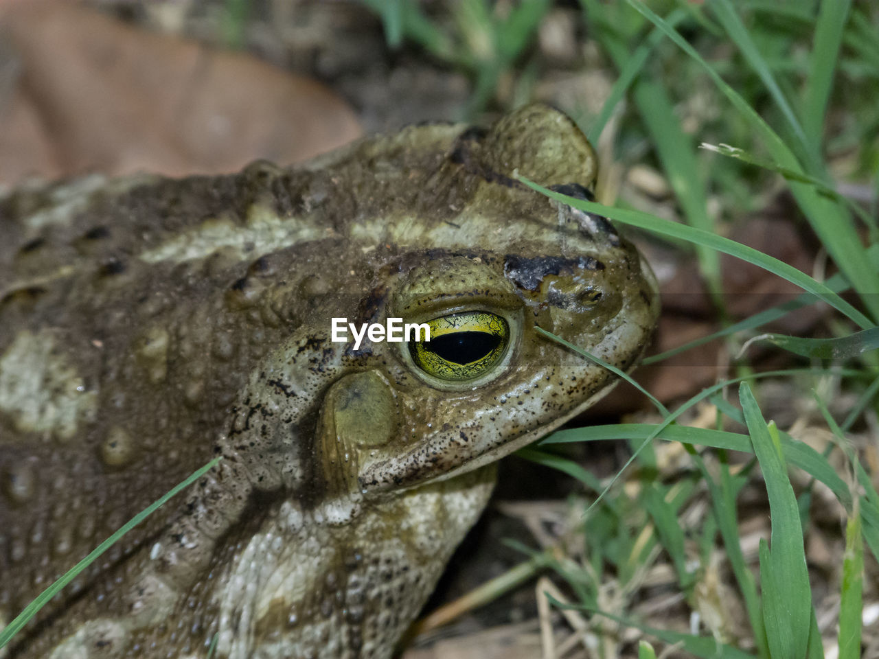 CLOSE-UP OF FROG ON PLANT