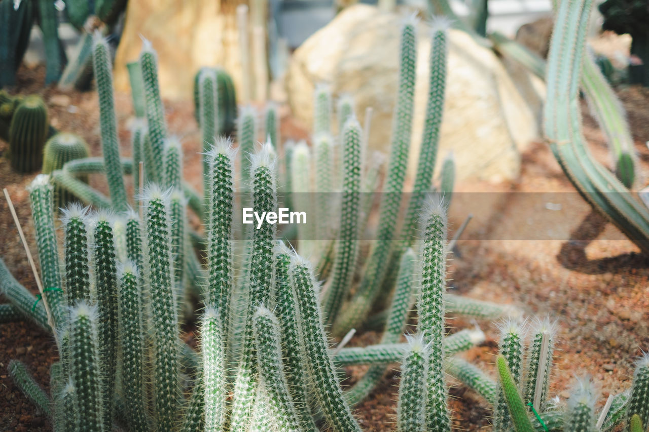 CLOSE-UP OF SUCCULENT PLANT IN GARDEN