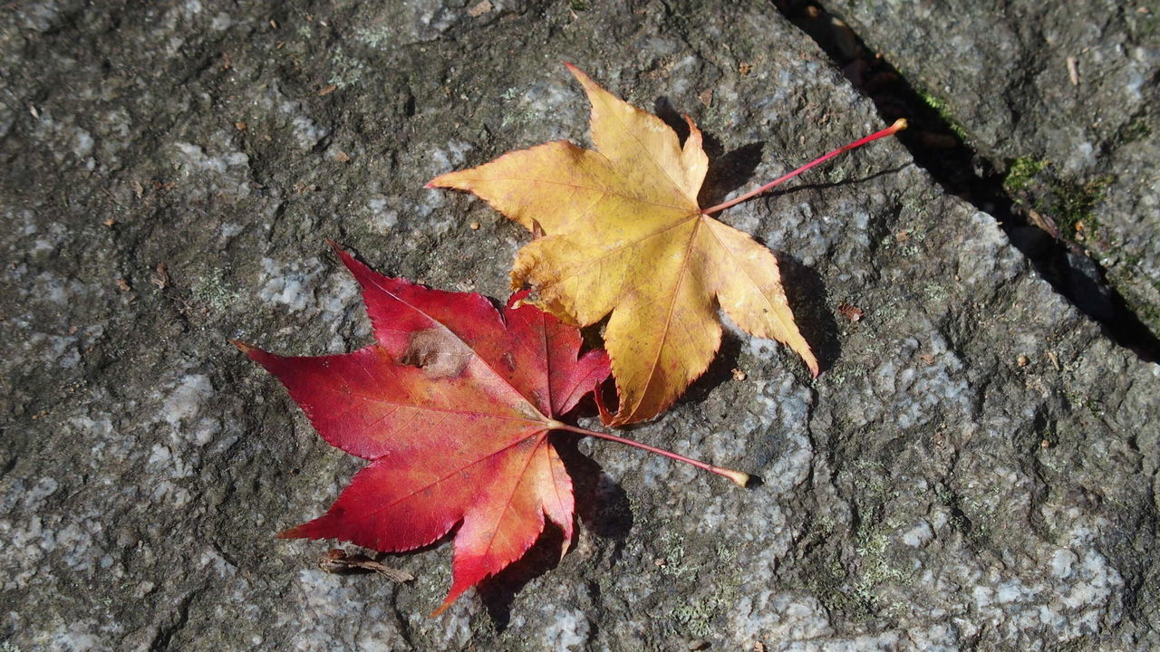 CLOSE-UP OF MAPLE LEAF ON AUTUMN